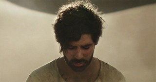foals